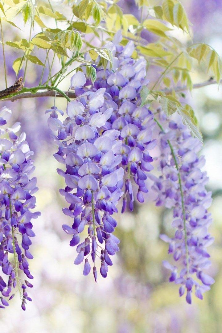 Whispering Meadow: A Serenade of Blossoms